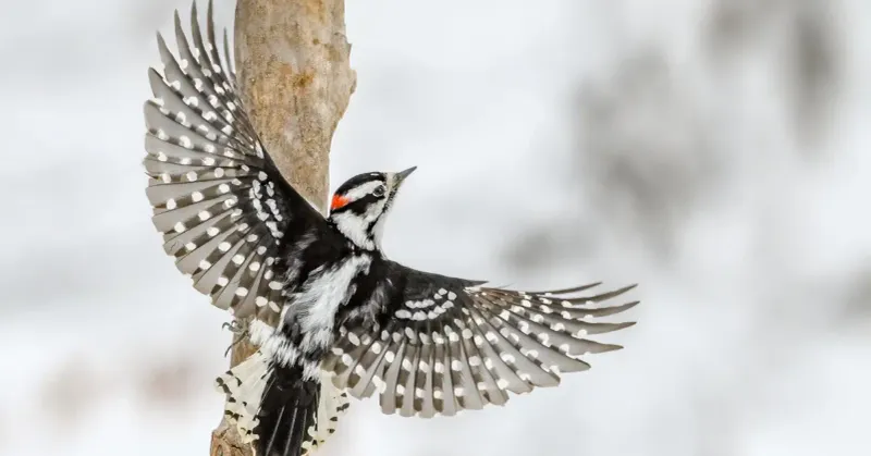 Downy Woodpecker - The Tiny Drummer