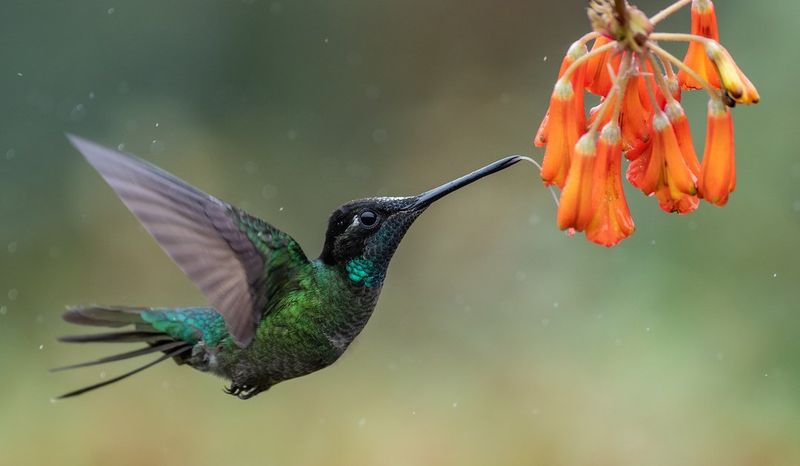 Hummingbird
