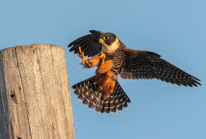 Bat Falcon: Twilight Specialist