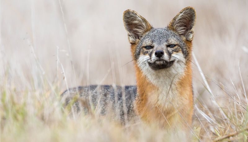 Island Fox