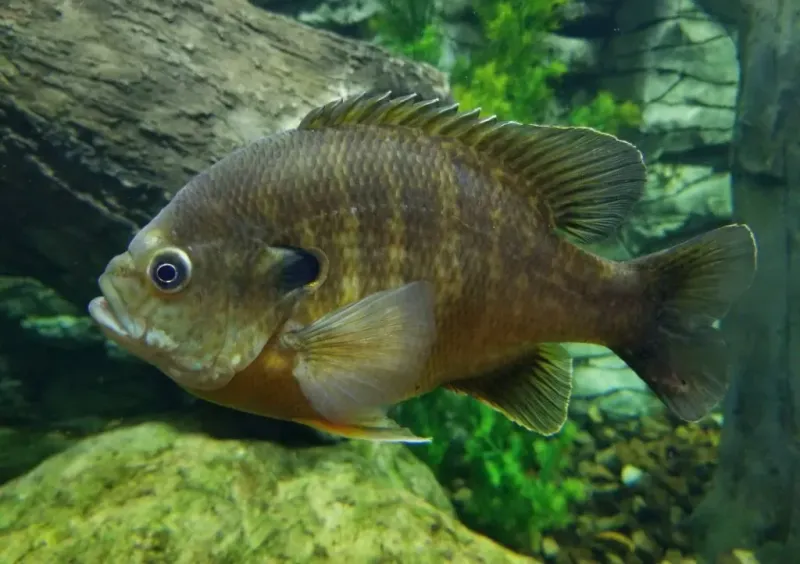 Bluegill: Algae Control Specialists