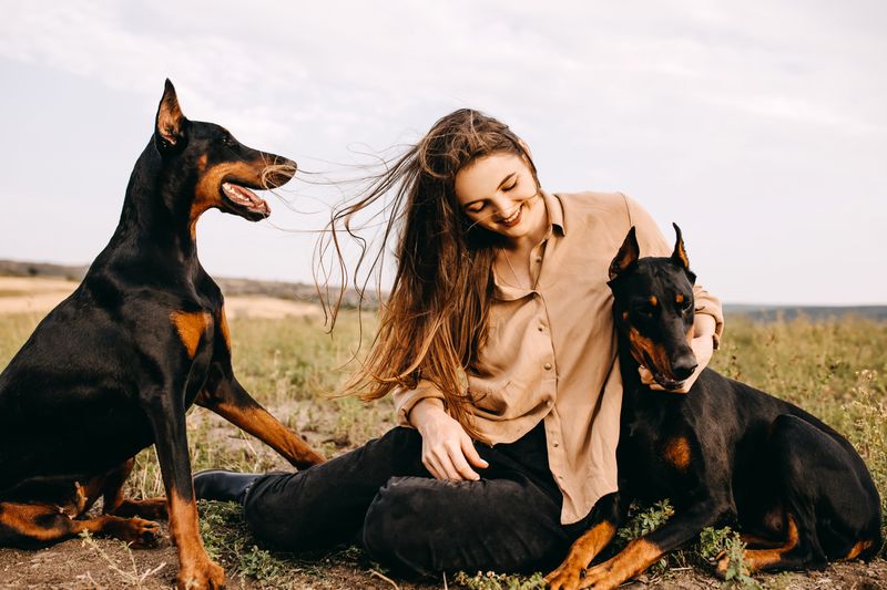 Doberman Pinschers: Velcro Dogs In Disguise
