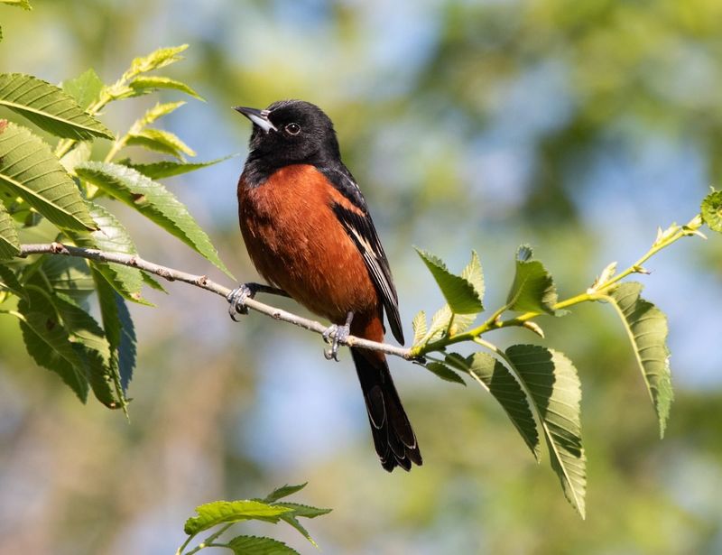 Spotted Towhee