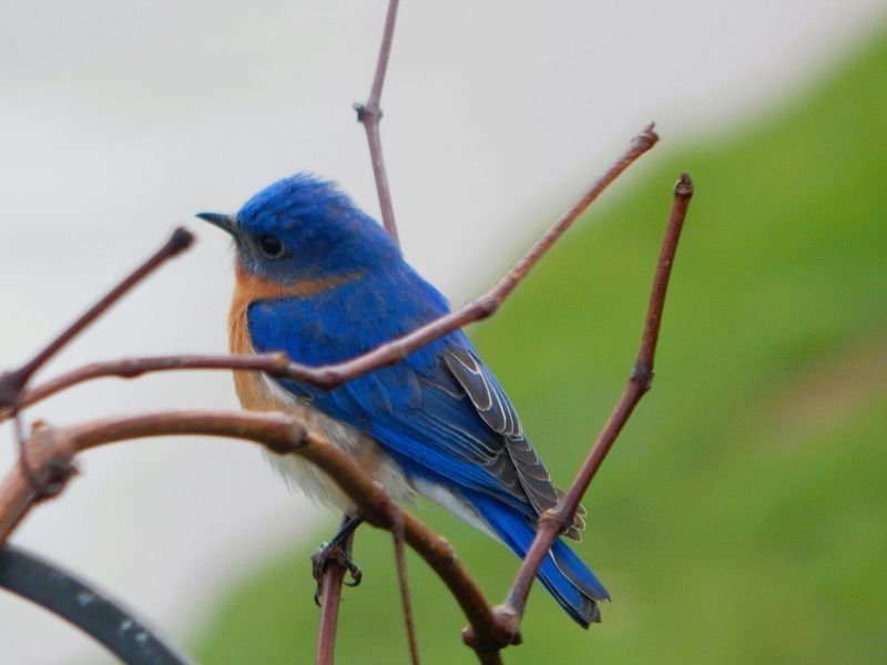 Eastern Bluebird: Azure Beauty