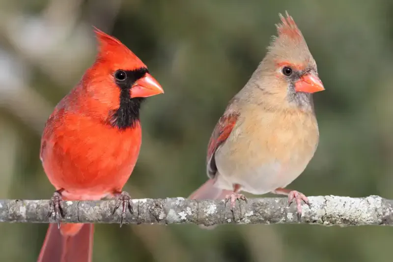 Northern Cardinal - The Red Showstopper