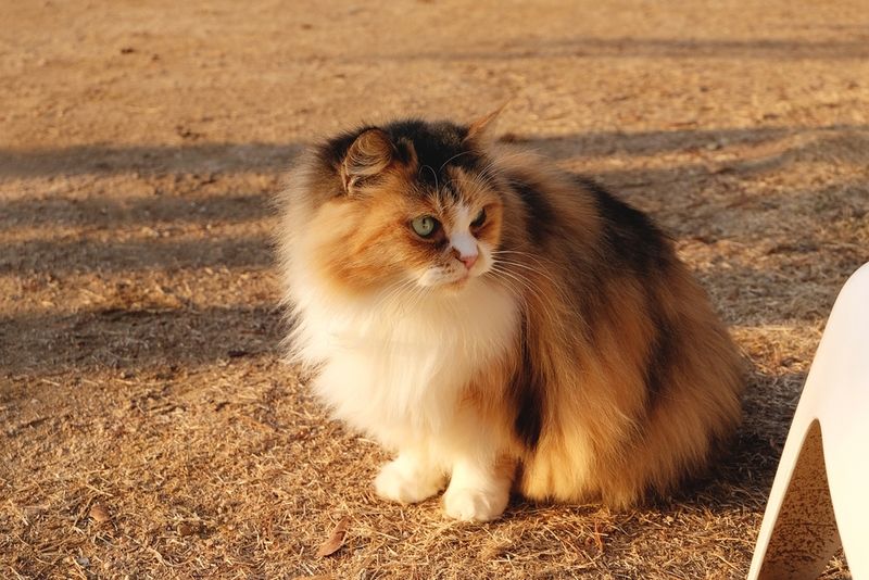 Persian Calico