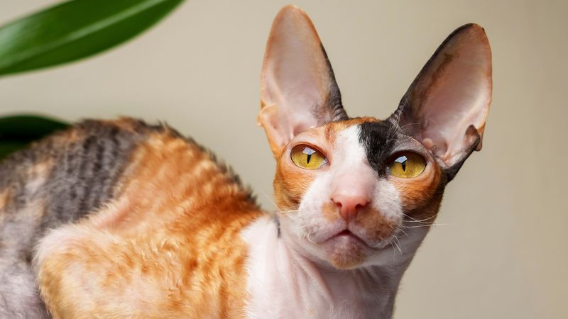 Cornish Rex: Velvet-Coated Jesters With Warm Hearts