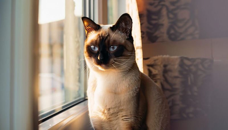 Tonkinese: The Intuitive Confidant