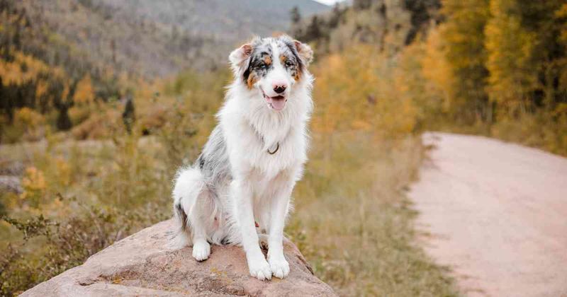 Australian Shepherd