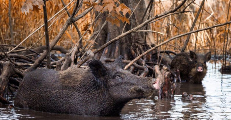 12 Issues America’s Wild Boars Cause And Why We’re Not Doing Anything About It