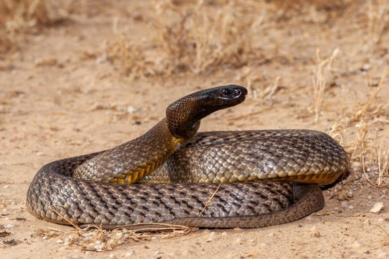 Inland Taipan: The Drop-For-Drop Venom King