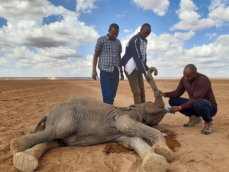 Drought-Tolerant Elephant DNA
