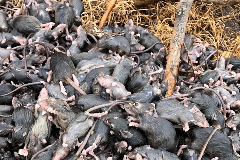 Agricultural Devastation