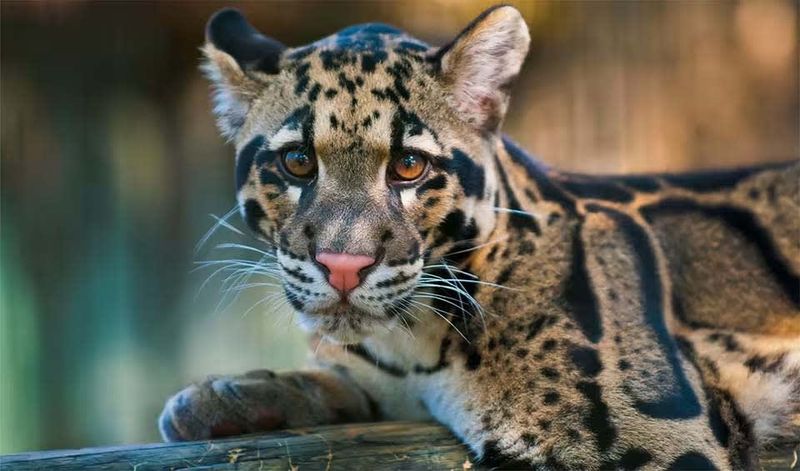 Clouded Leopard
