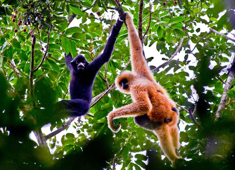 Hainan Gibbon