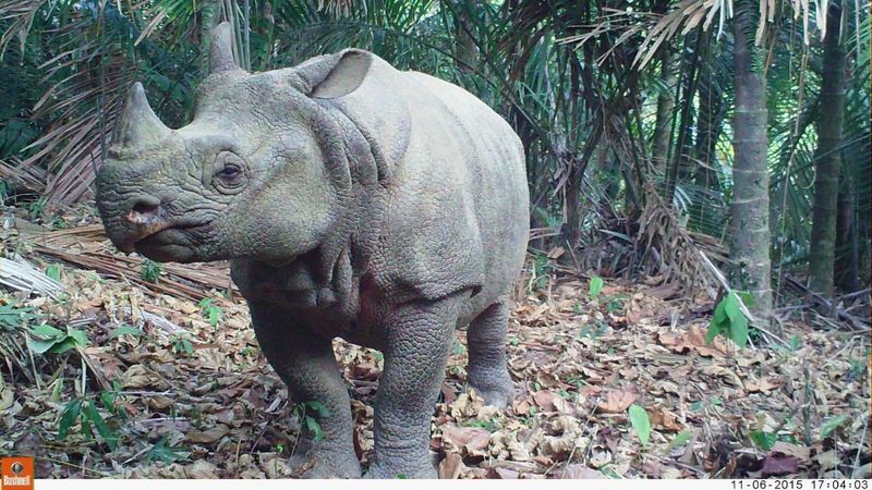 Javan Rhino: Last 75 Standing