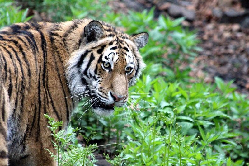 Siberian Tiger
