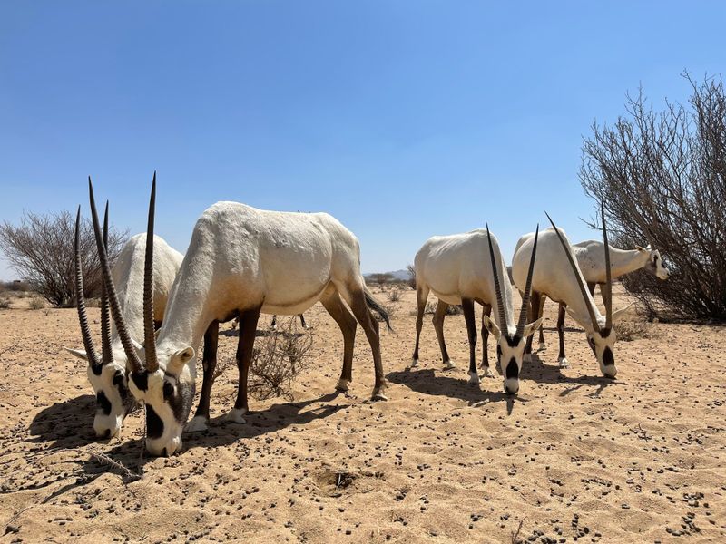 Arabian Oryx Thrives In Desert Sanctuaries