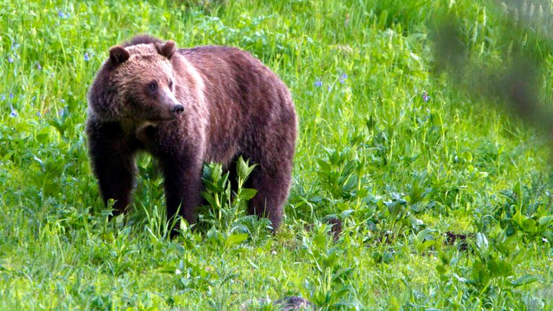 Wildlife Faces New Threats From Modern Politics