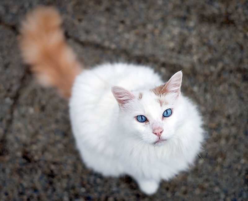 Natural Caregivers: Turkish Van For Nurturing Souls