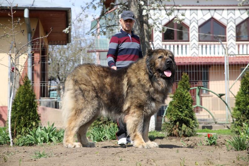 Caucasian Shepherd