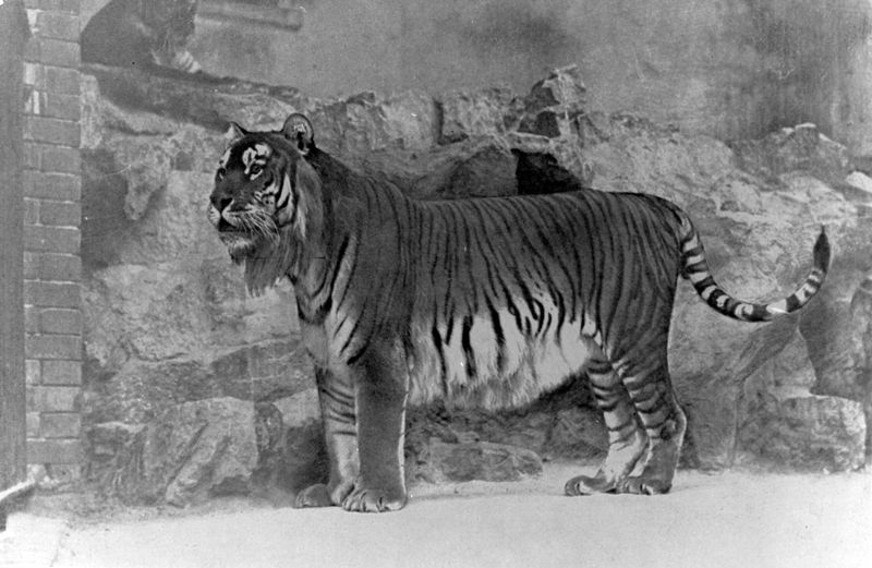 Early Tiger Species