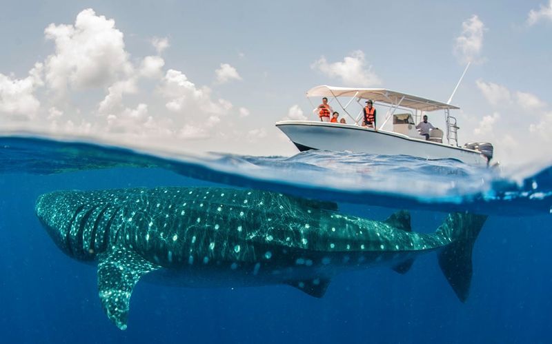 Overcrowded Tour Boats Harassing The Sharks