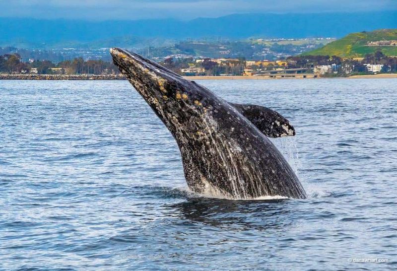 The Loudest Ocean Singers