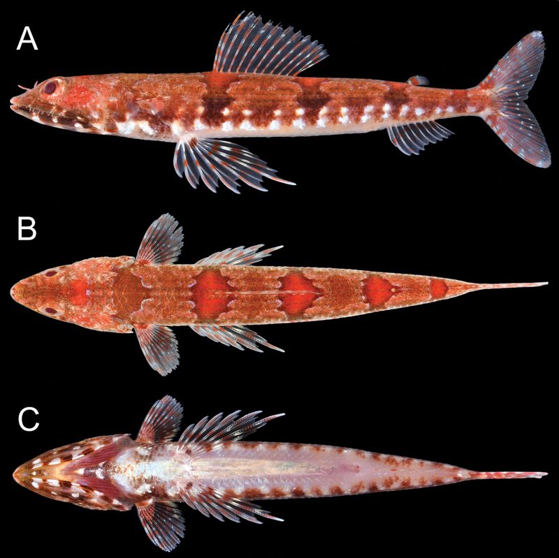 Conservation Status Under Evaluation