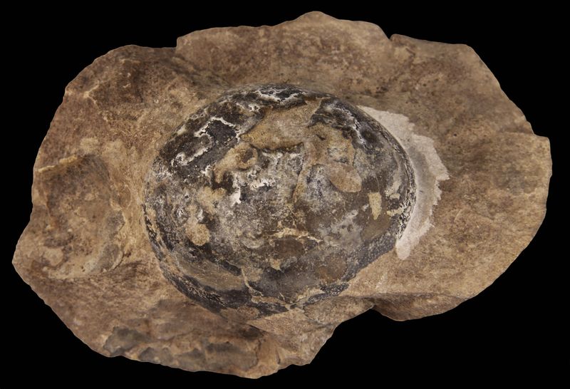 Shell Composition Unlocks Environmental Clues