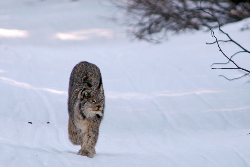 Specialized Rabbit Hunters