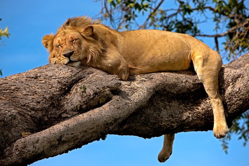 Sleeping Champions