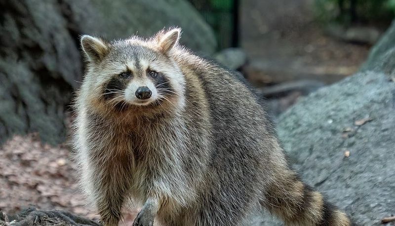 Masked Bandits Raid Europe