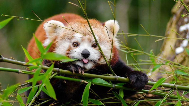 Master Bamboo Processors