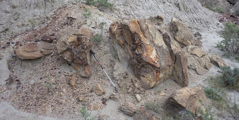 Fossil Heaven At Hell Creek Formation, Montana/Wyoming/Dakotas