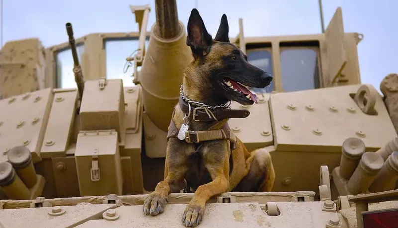 Surprise Attack: The Belgian Malinois