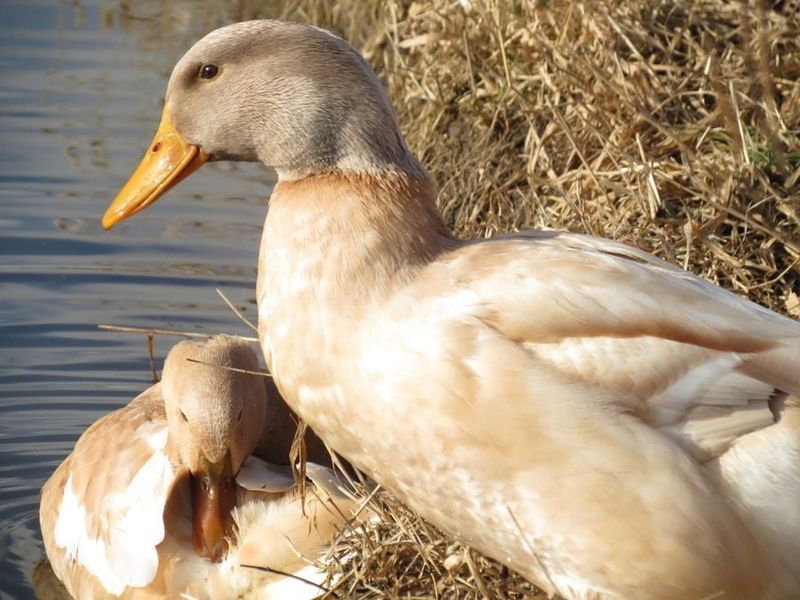 Buff Orpington: The Gentle Giant