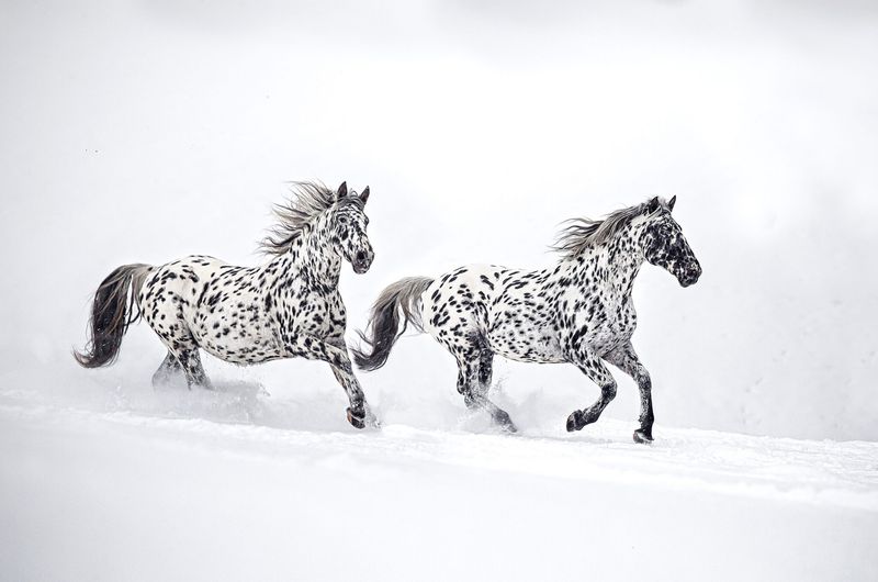 Knabstrupper's Dalmatian-Like Dots