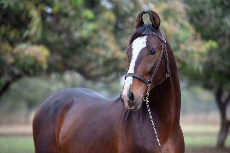 Marwari Horse: Warrior's Loyal Mount