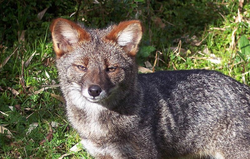 Darwin's Fox – Mysterious Island Dweller