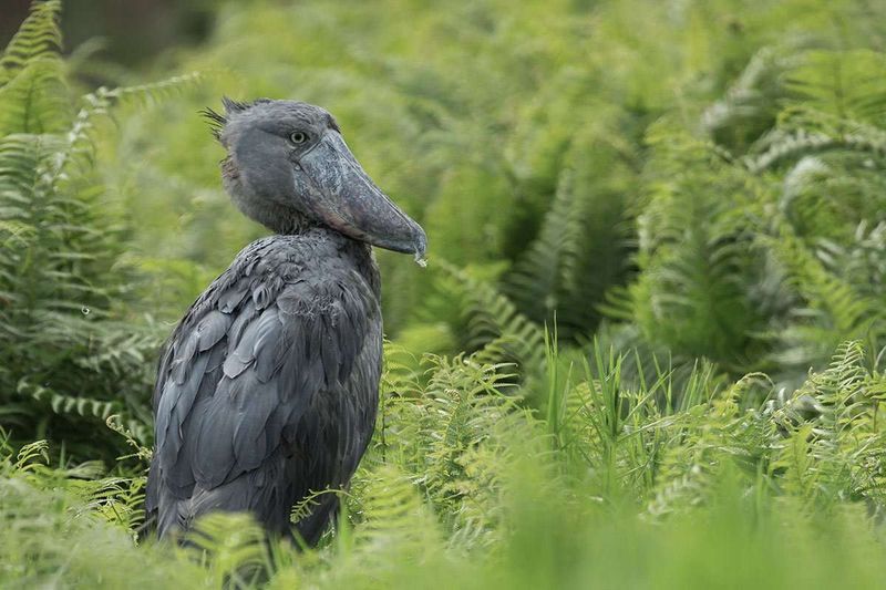 Shoebill Stork