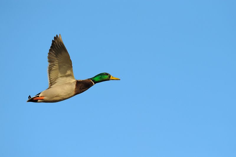 Mallard Duck