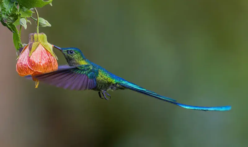 Long-Tailed Sylph