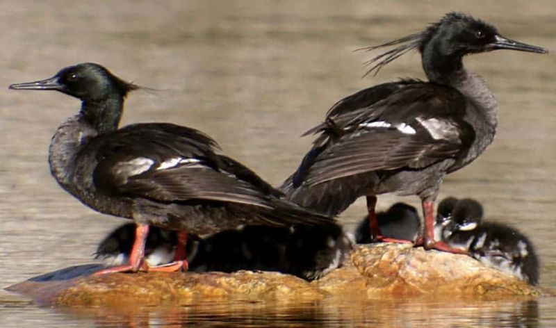 Brazilian Merganser – Elusive River Duck