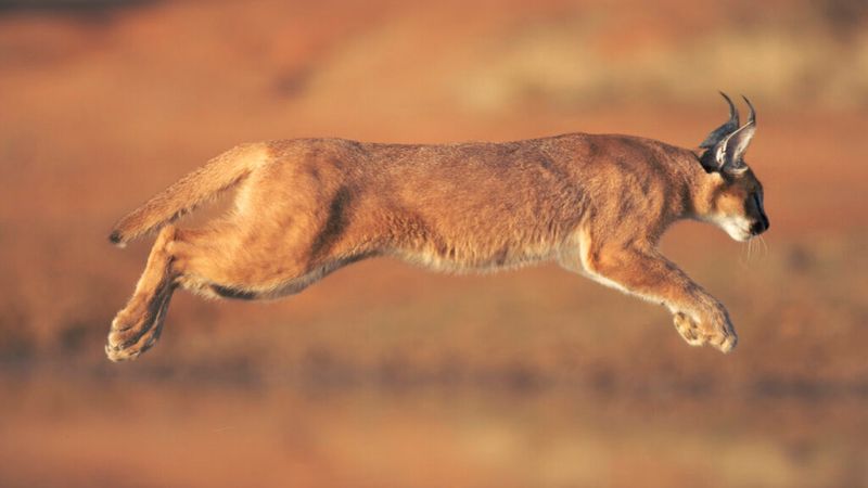 Caracal