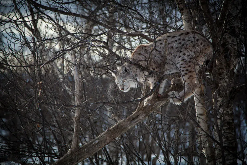 Eurasian Lynx