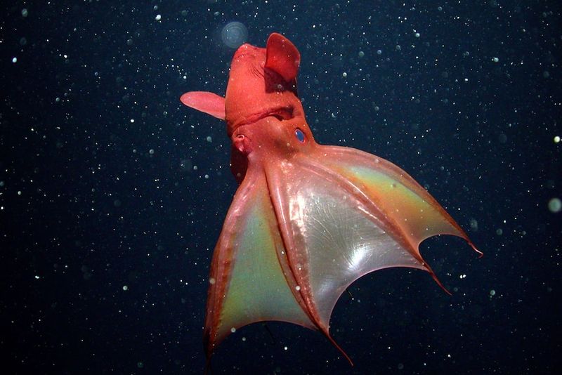 Vampire Squid – Mysterious Red-Eyed Performer