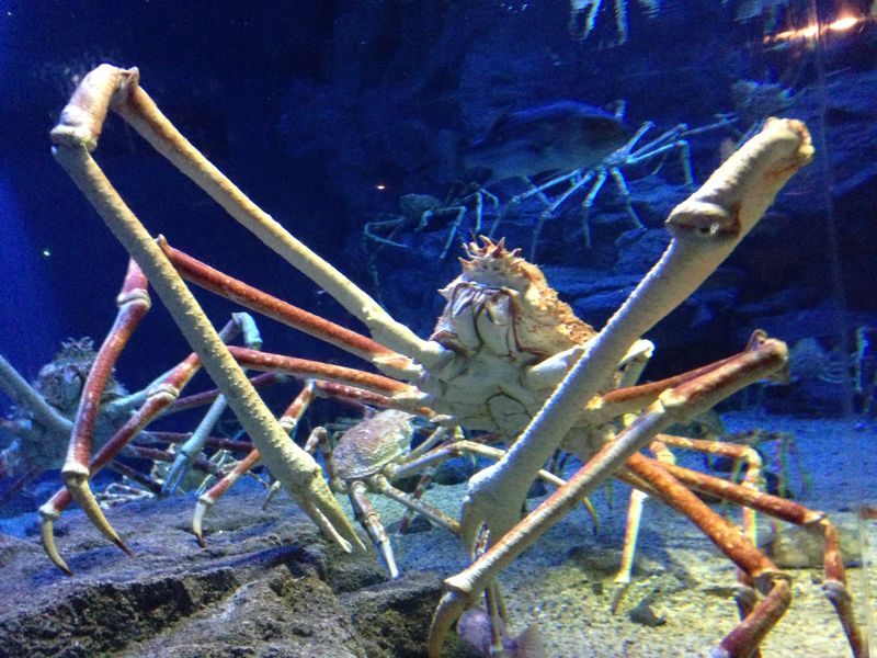 Japanese Spider Crab: The Walking Nightmare