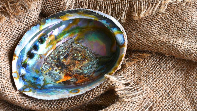 Abalone