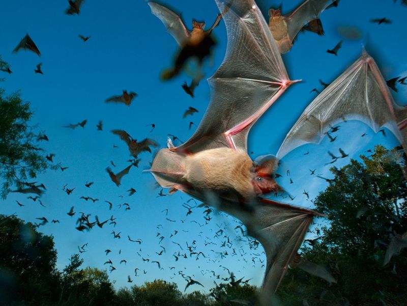 Mexican Free-Tailed Bat: The Nocturnal Racer